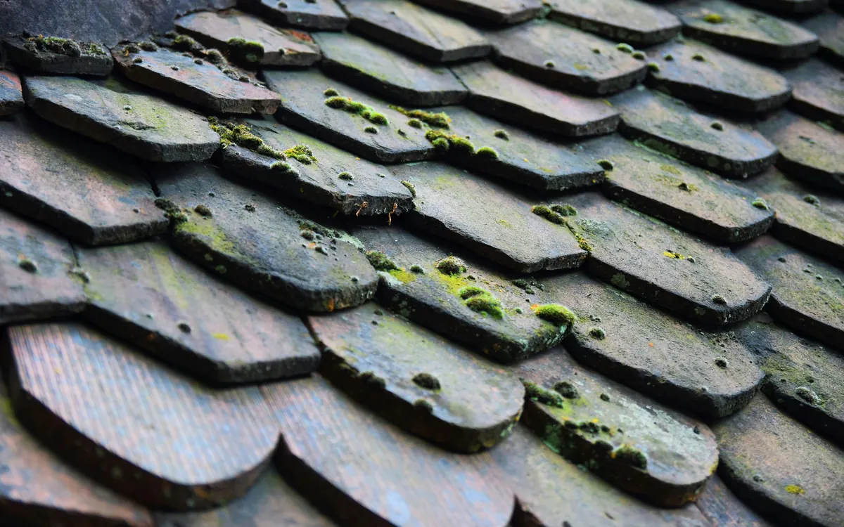 Weathered roof shingles with moss growing on them